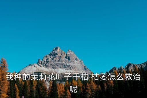 我種的茉莉花葉子干枯 枯萎怎么救治呢