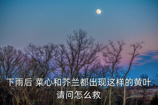 下雨后 菜心和芥蘭都出現這樣的黃葉請問怎么救