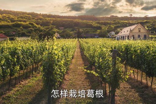 怎樣栽培葛根