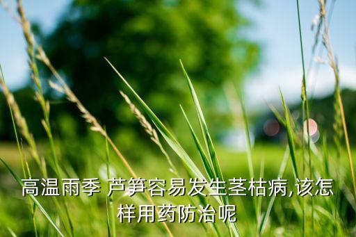 高溫雨季 蘆筍容易發生莖枯病,該怎樣用藥防治呢