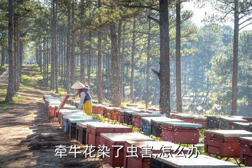 除蟲農藥什么時間施好?,牽牛用什么農藥除蟲好