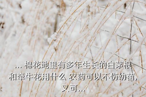 ... 棉花地里有多年生長的白茅根和牽牛花用什么 農(nóng)藥可以不傷幼苗,又可...