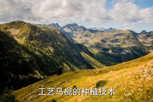  工藝烏欖的種植技術