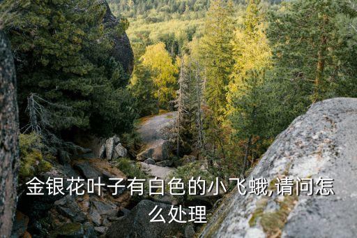  金銀花葉子有白色的小飛蛾,請問怎么處理