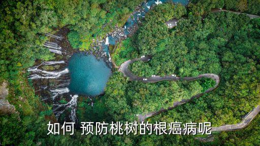 如何 預防桃樹的根癌病呢