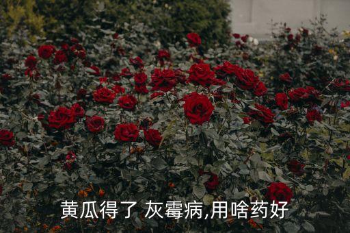 黃瓜得了 灰霉病,用啥藥好