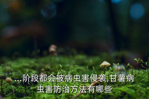 紅薯要噴什么農藥呢,紅薯發瘟用什么農藥