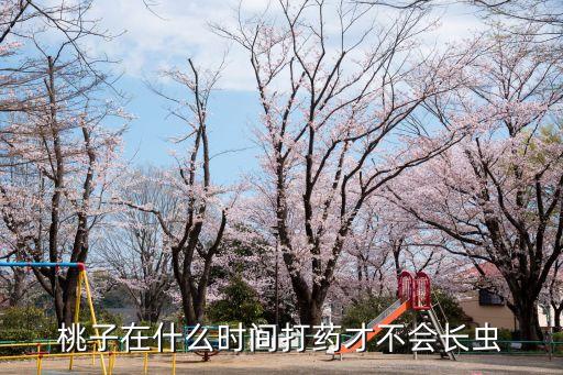 桃子在什么時間打藥才不會長蟲