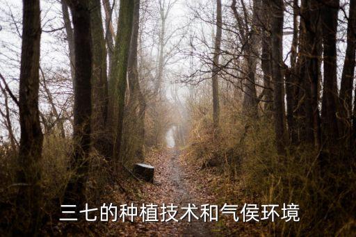  三七的種植技術和氣侯環境