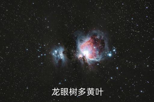 龍眼樹多黃葉