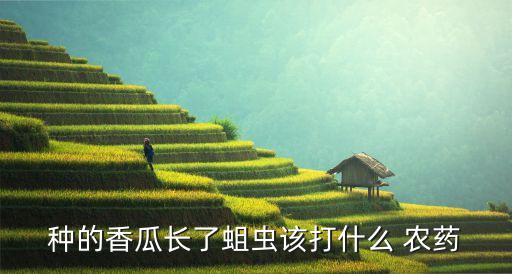 種的香瓜長了蛆蟲該打什么 農藥