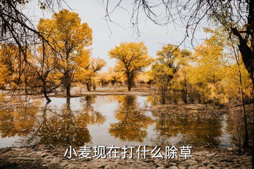  小麥現在打什么除草