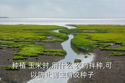 種植 玉米時,用什么 農藥拌種,可以防止害蟲啃咬種子