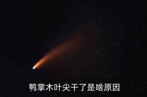  鴨掌木葉尖干了是啥原因