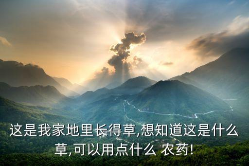 這是我家地里長得草,想知道這是什么草,可以用點什么 農藥!