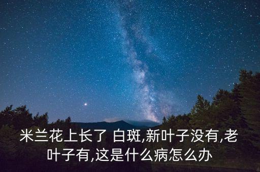 米蘭花上長了 白斑,新葉子沒有,老葉子有,這是什么病怎么辦