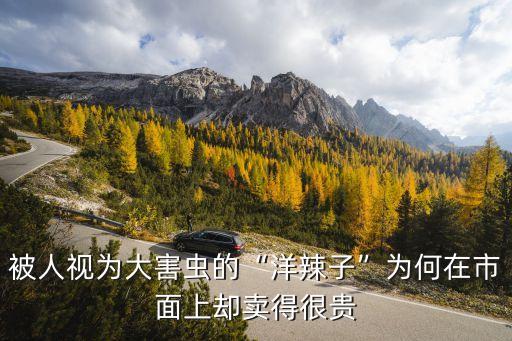 被人視為大害蟲的“洋辣子”為何在市面上卻賣得很貴