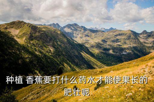 種植 香蕉要打什么藥水才能使果長(zhǎng)的肥壯呢