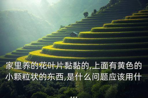 ,燈盞花葉子黃用什么農(nóng)藥