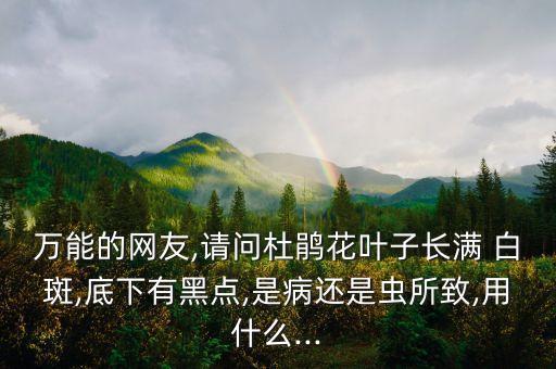 萬能的網友,請問杜鵑花葉子長滿 白斑,底下有黑點,是病還是蟲所致,用什么...