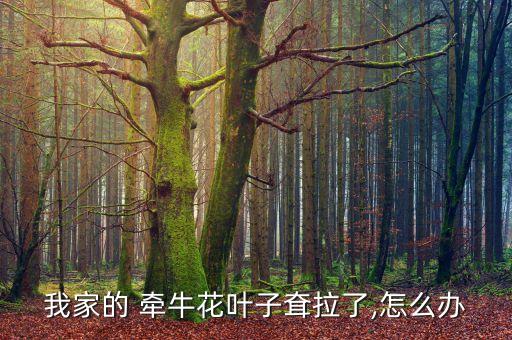 我家的 牽牛花葉子耷拉了,怎么辦