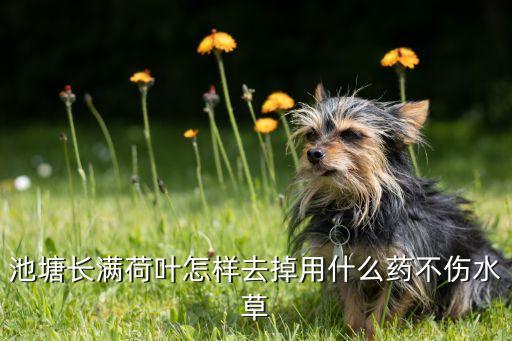 池塘長(zhǎng)滿荷葉怎樣去掉用什么藥不傷水草