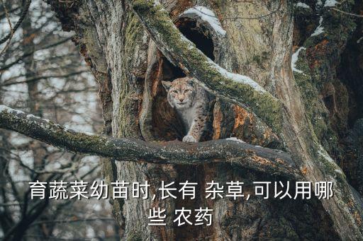 ,什么農藥能治是雜草病