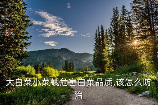 大白菜小菜蛾危害白菜品質,該怎么防治