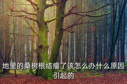 地里的桑樹根結瘤了該怎么辦什么原因引起的