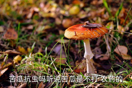 苦瓜抗蟲嗎聽說苦瓜是不打 農藥的