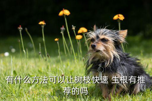 猛生根農藥有什么功能,什么農藥促生根快最好使