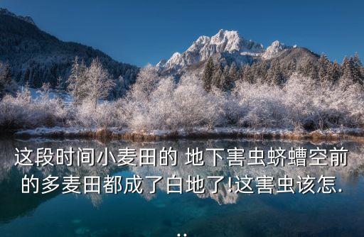 這段時間小麥田的 地下害蟲蠐螬空前的多麥田都成了白地了!這害蟲該怎...