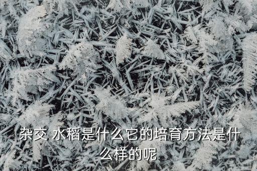  雜交 水稻是什么它的培育方法是什么樣的呢
