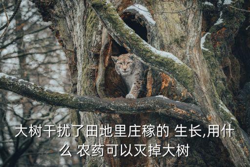 大樹(shù)干擾了田地里莊稼的 生長(zhǎng),用什么 農(nóng)藥可以滅掉大樹(shù)