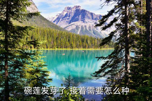 ,碗蓮種子能用什么農(nóng)藥