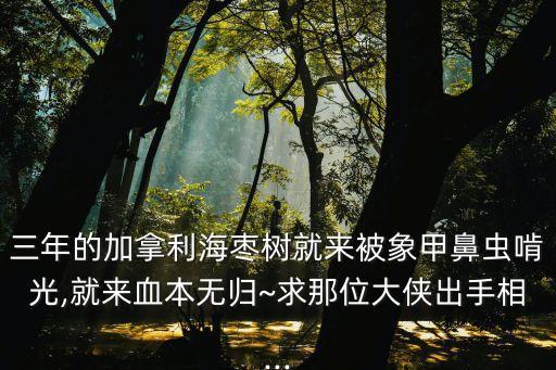 茶葉象甲蟲用什么農(nóng)藥,打跳甲蟲什么農(nóng)藥好