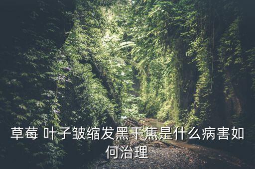 草莓 葉子皺縮發黑干焦是什么病害如何治理
