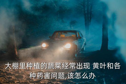 ,小包菜黃葉噴什么農藥