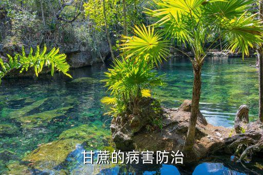 ,甘蔗爛葉噴什么農藥好