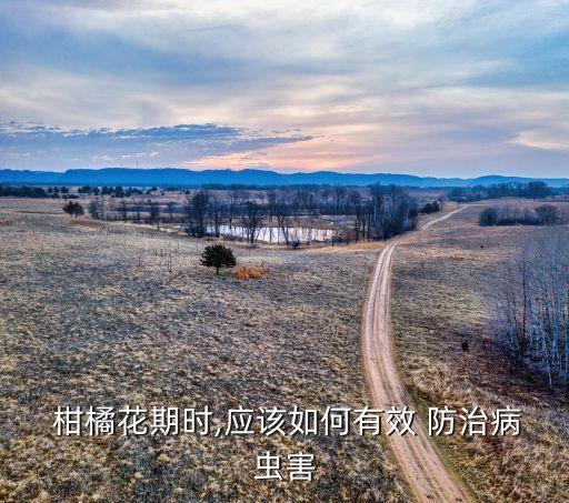 防治柑橘木虱用什么農藥,阿維菌素防治柑橘木虱