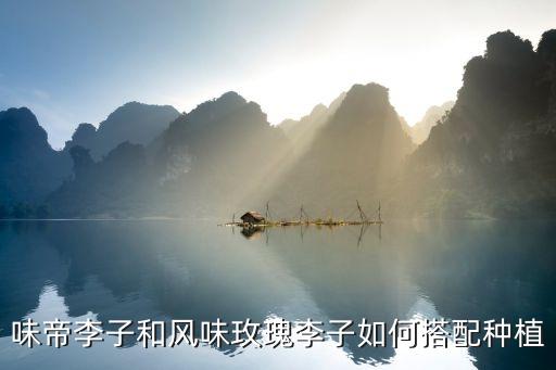味帝李子和風味玫瑰李子如何搭配種植