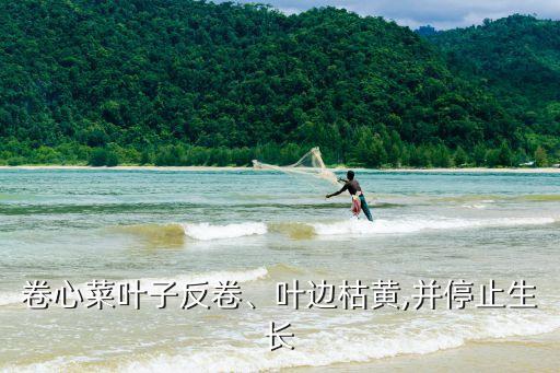 卷心菜葉子反卷、葉邊枯黃,并停止生長