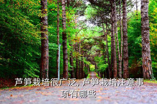  蘆筍栽培很廣泛, 蘆筍栽培注意事項有哪些