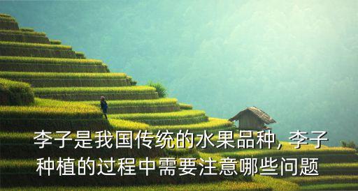 ,李子果防蟲用什么農藥