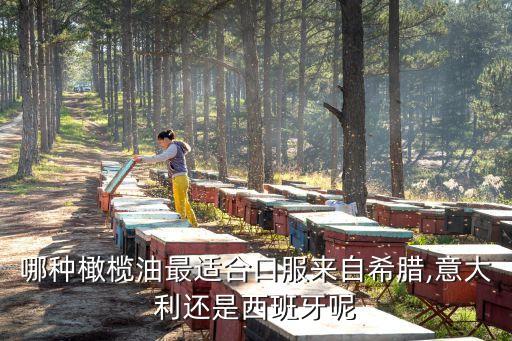 哪種橄欖油最適合口服來自希臘,意大利還是西班牙呢