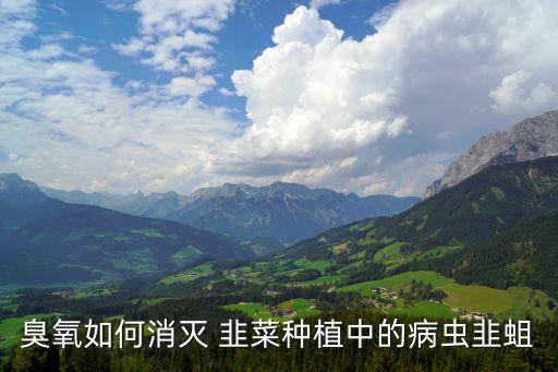 韭菜黑頭蛆用什么農(nóng)藥消毒