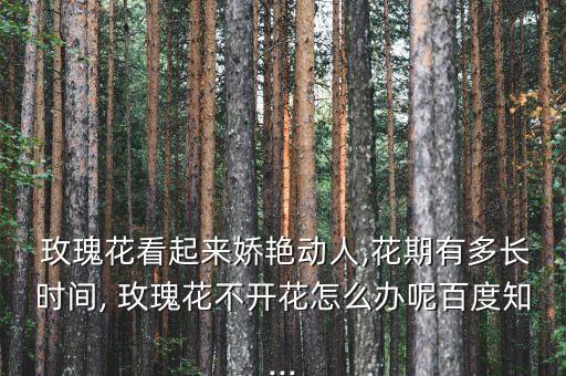  玫瑰花看起來嬌艷動人,花期有多長時間, 玫瑰花不開花怎么辦呢百度知...