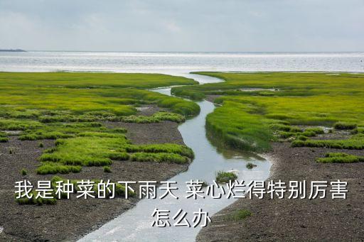 菜心用什么農藥比較好,菜心發霉噴什么農藥好