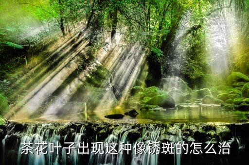  茶花葉子出現這種像銹斑的怎么治