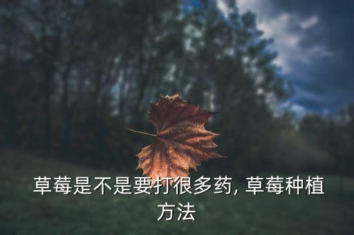  草莓是不是要打很多藥, 草莓種植方法
